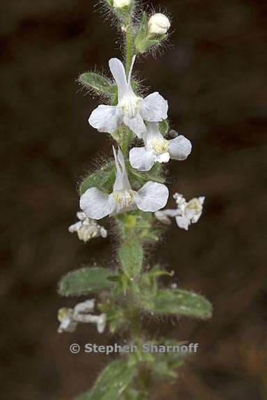 antirrhinum leptaleum 2 graphic